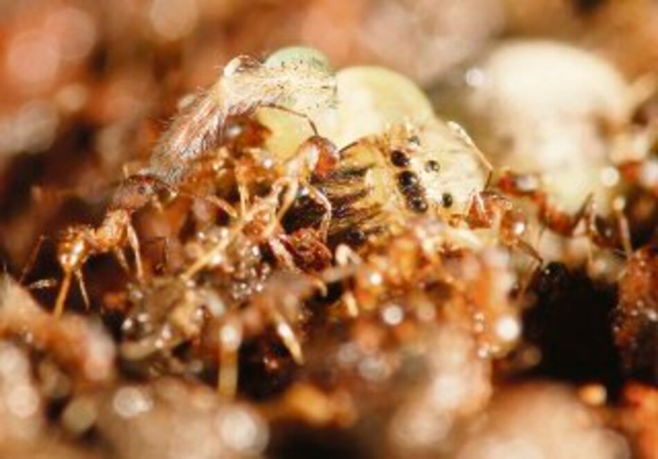 Hormigas y su sociedad modelo