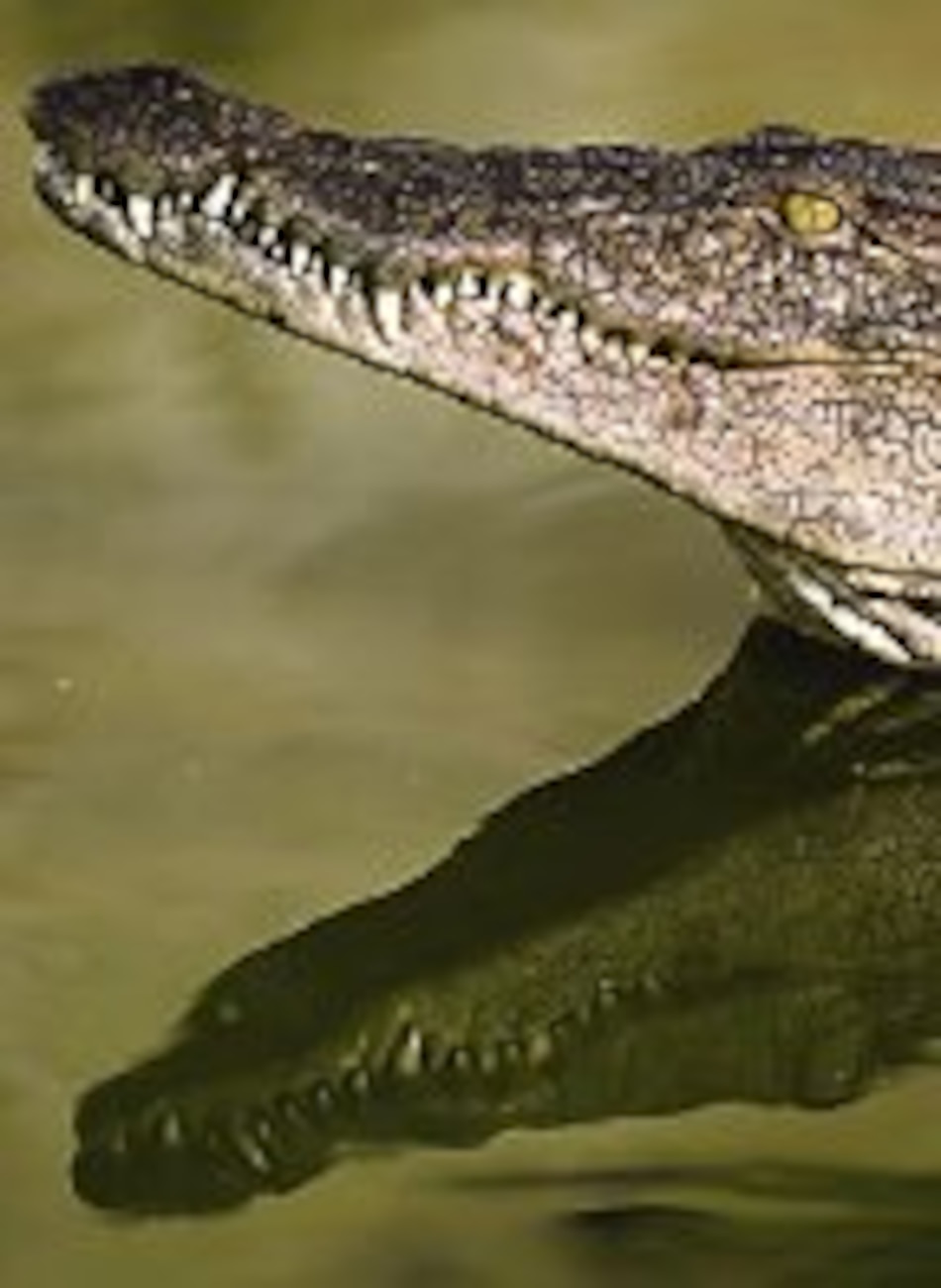 Invasión de cocodrilos en lago Nasser