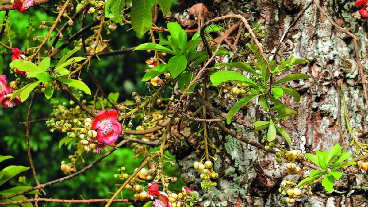 Las flores del árbol ‘bala de cañón’ suelen ser muy vistosas.