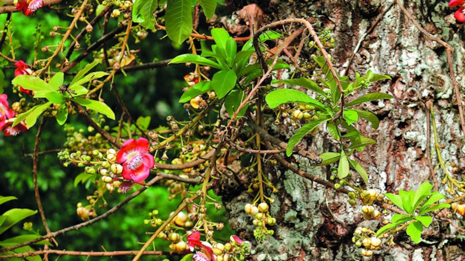 Pros y contras del follaje exótico