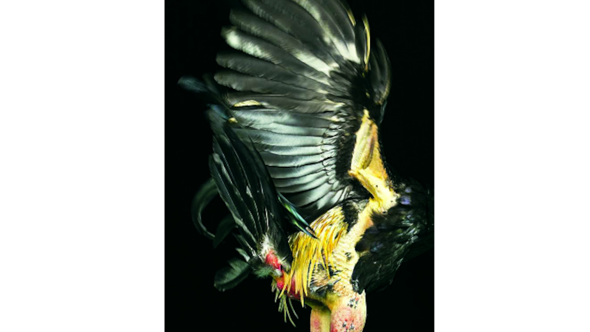 Hoy la muestra incluirá fotografías, la proyección de un cortometraje y un conversatorio entre el creador panameño y otras figuras nacionales vinculadas con el arte. CORTESÍA