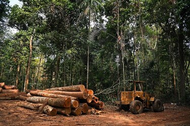 Brasil registra deforestación récord en la Amazonía en últimos 15 años