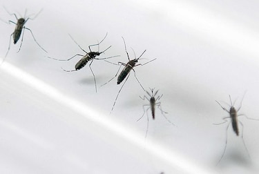 Universidad estudia vacuna contra el zika