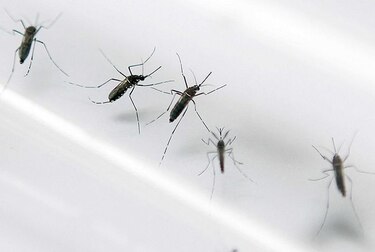 Universidad estudia vacuna contra el zika