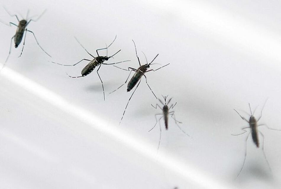 Universidad estudia vacuna contra el zika