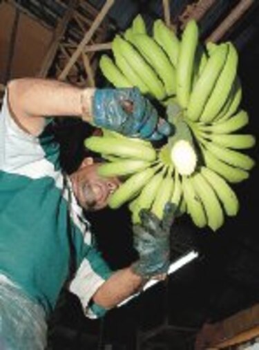 Los dominantes del mercado de banano