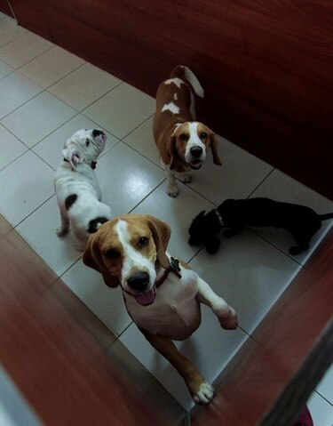 Huésped de cuatro patas