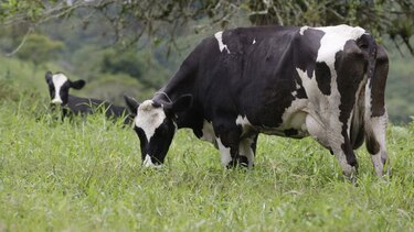 Empresa Estrella Azul anunció que retomará acopio de leche grado A