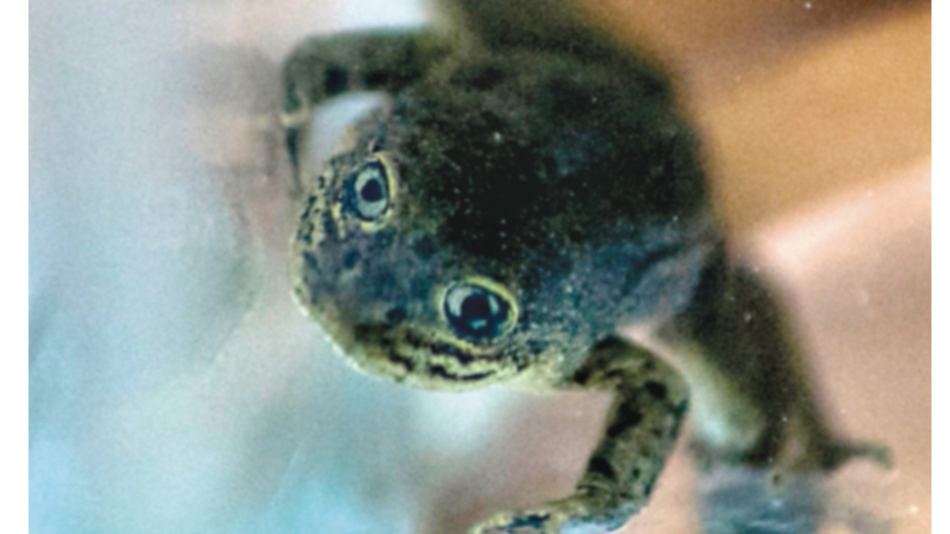 Rescatan últimas ranas del Loa para evitar su extinción