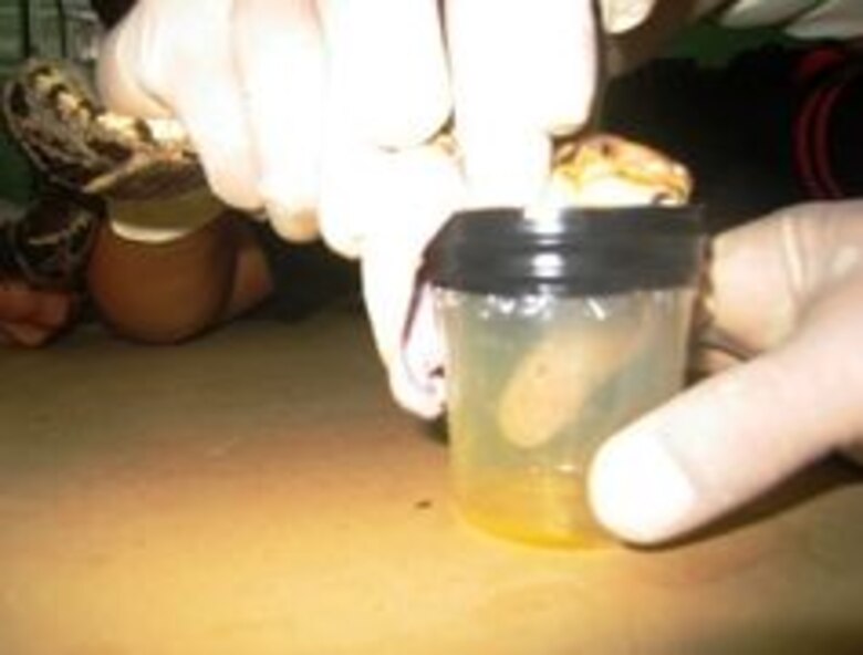 Estudio científico liderado por panameño gana premio internacional