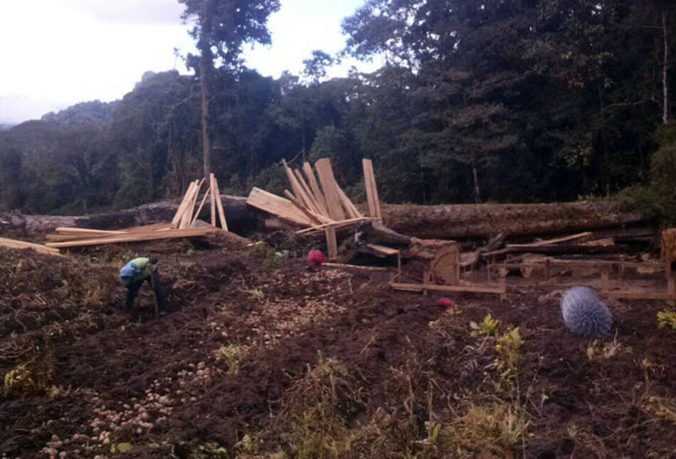 Detectan tala ilegal en el Parque La Amistad