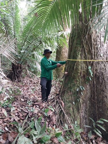 Intentan combatir el trasiego ilegal de madera