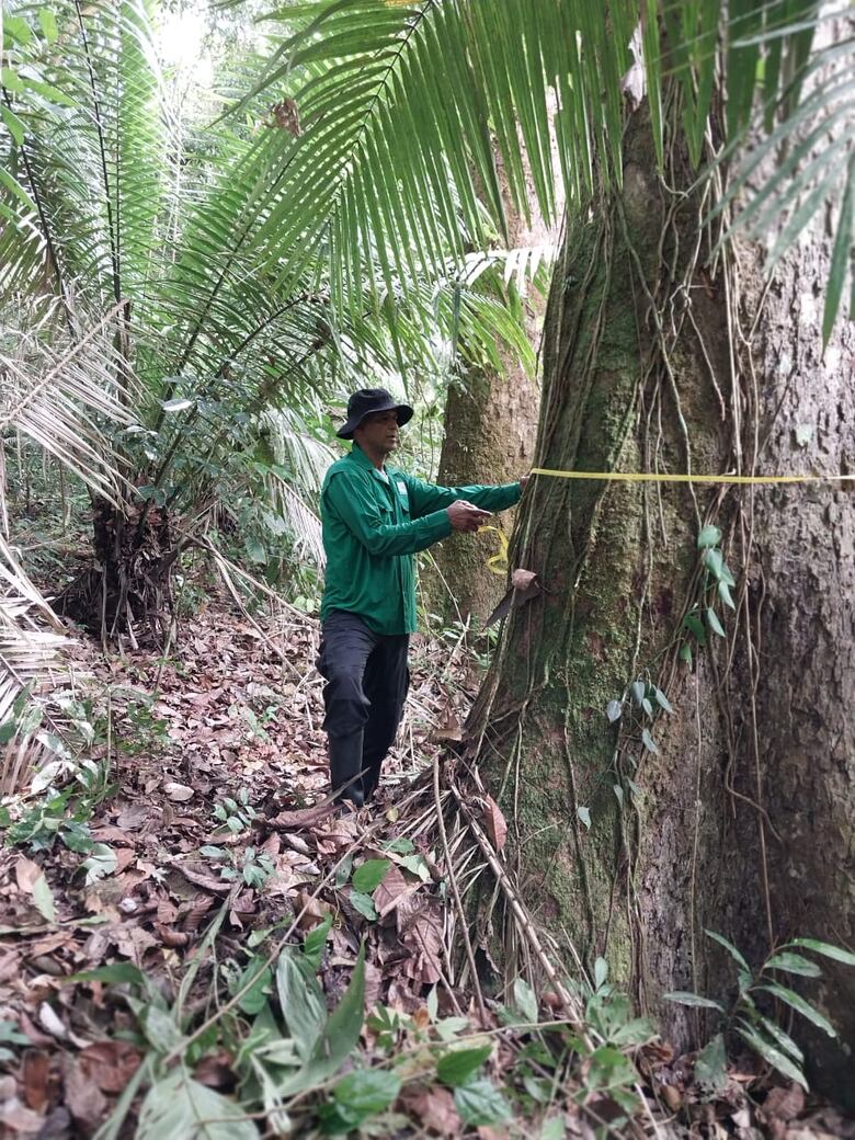 Intentan combatir el trasiego ilegal de madera