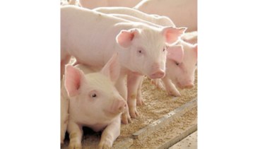 Defensores de los animales incluyen a cerdos en demanda
