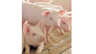 Defensores de los animales incluyen a cerdos en demanda