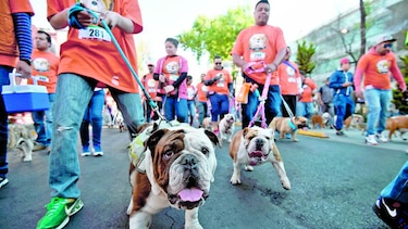 ‘Bulldogs’ desfilan en busca del Récord Guinness