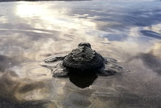 Panamá y el desafío de sus Áreas Marinas Protegidas