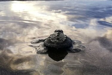 Liberan neonatos de tortugas nacidos en nidos artificiales en Isla Cañas