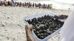 Calentamiento amenaza con 'freír' nidos de tortuga en el Pacífico panameño