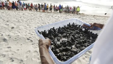 Calentamiento amenaza con 'freír' nidos de tortuga en el Pacífico panameño
