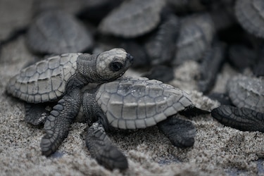 Unas 3,297 tortugas lora arribaron a playa La Marinera en Panamá para desovar