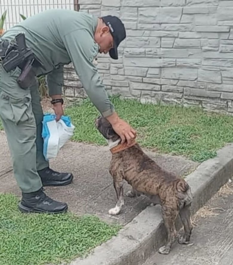 Los defensores de los animales abogan por penas de cárcel por el maltrato a mascotas