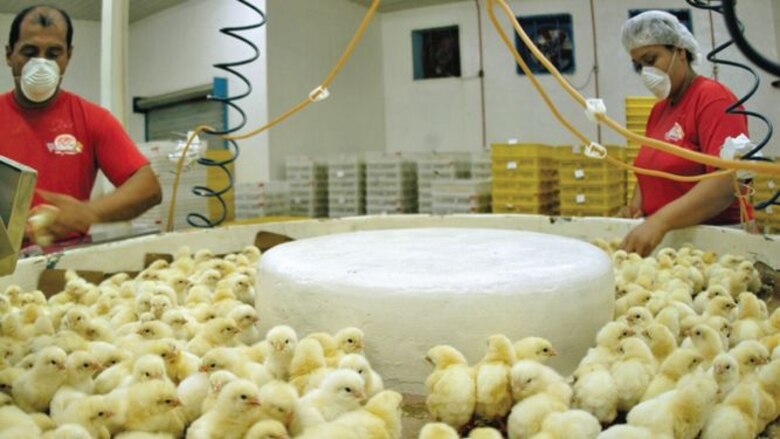 Avicultura panameña crece 4.9%, pero teme competencia por las importaciones