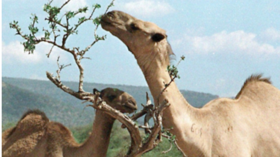 Unos 5 mil camellos son sacrificados en Australia