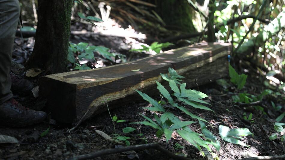 Panamá suspende licencias de aprovechamiento forestal en bosques de Darién por tala ilegal