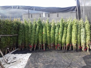 Al menos 130 mil árboles de navidad tienen el visto bueno para ser importados