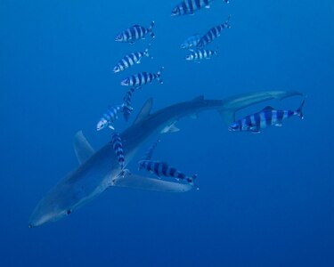 La exposición a temperaturas elevadas puede modificar el ADN de los peces