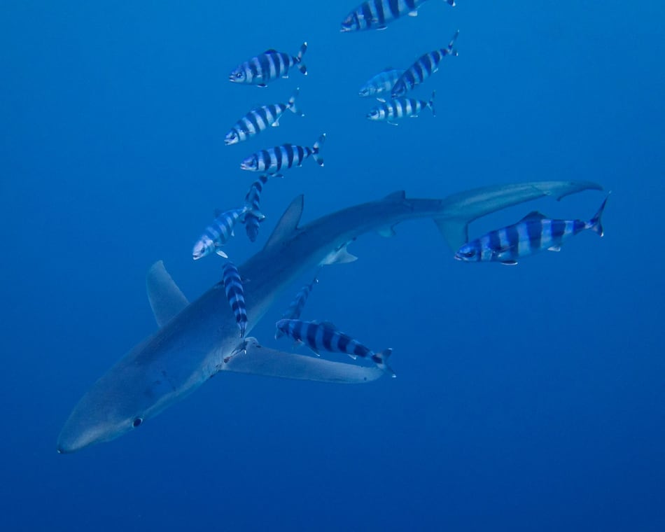 La exposición a temperaturas elevadas puede modificar el ADN de los peces