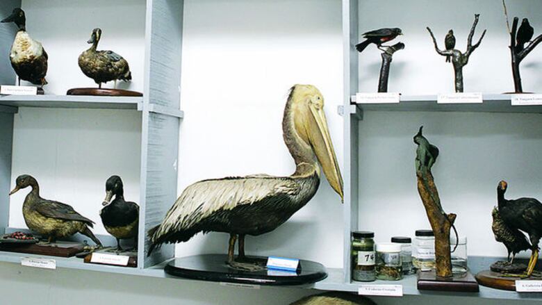 El valor de una colección zoológica