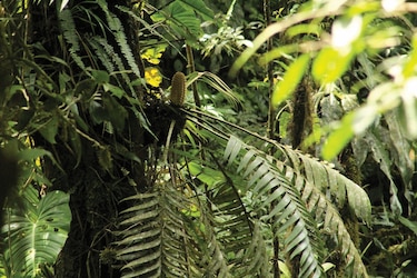 El misterio de la dispersión de una extraña planta panameña
