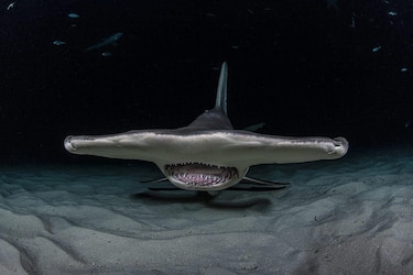 8 rasgos extraordinarios que probablemente no sabías sobre los tiburones