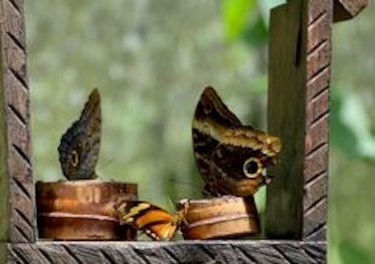 Dos jardines preservan la biodiversidad de las mariposas panameñas