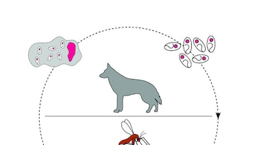 Gente, enfermedades zoonóticas y el paisaje