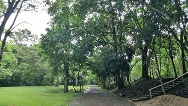 El bosque y la lluvia