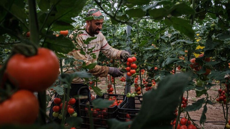El controvertido ‘Mar de Plástico’ que convirtió la región más árida de España en la huerta de Europa