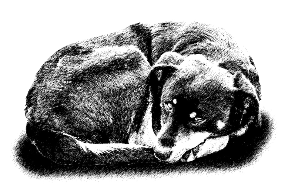 El abandono de mascotas