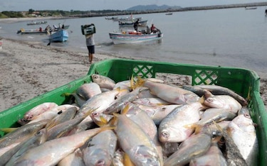 Pesca ilegal, contaminación y reservas marinas, los desafíos de Panamá para conservar sus océanos