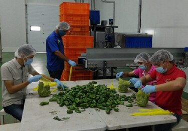 Productores santeños inician comercialización de hortalizas para el programa Panamá Solidario