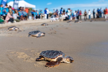 Panamá será sede en el 2028 de la COP13 para la conservación de tortugas marinas