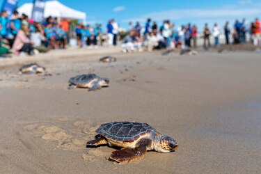 Panamá será sede en el 2028 de la COP13 para la conservación de tortugas marinas