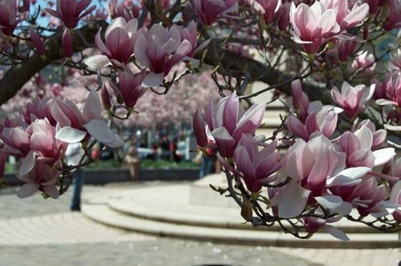 Sakura: efímera belleza en Washington DC