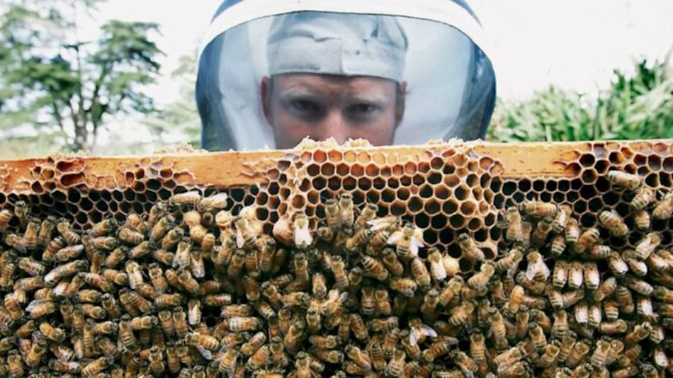 Apicultores urbanos ponen en jaque a Washington