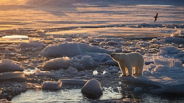 Por qué algunos osos polares están ‘más gordos y sanos’ a pesar del derretimiento del hielo marino