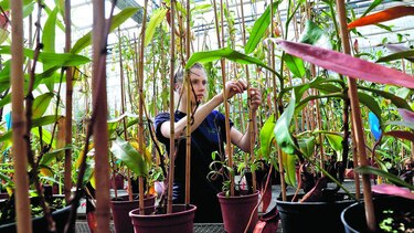 Flora desaprovechada