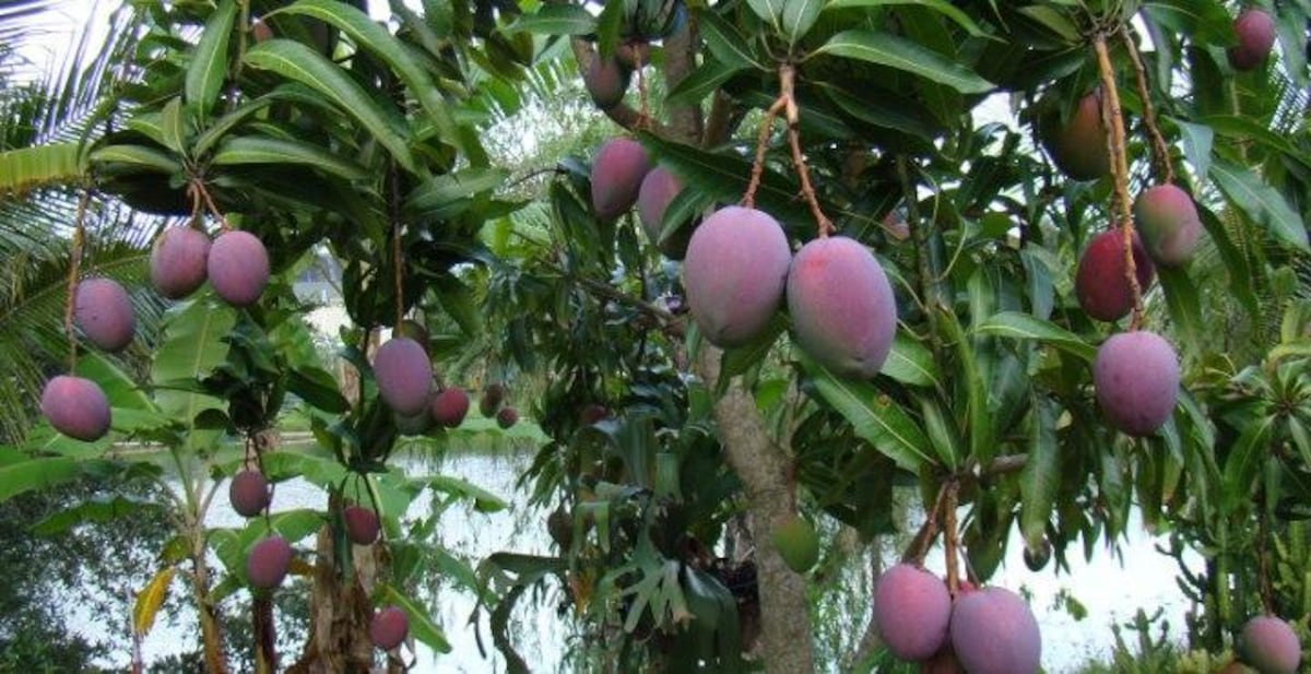 La fruta tropical asiática más querida en Panamá: el mango