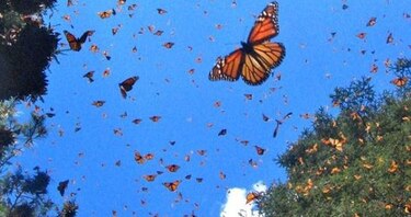 Billones de insectos migran en vuelo de gran altura cada año